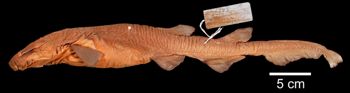 Media type: image; Ichthyology S-1107